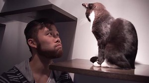 We visited a Japanese Cat Cafe in NYC... so cute! Full Link Here ---> http://bit.ly/2eHSUw8 | Off the Great Wall