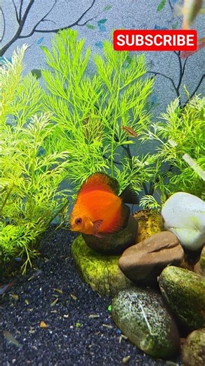 Discus Fish Love ❤️ | Beautiful Aquarium Moments 🐠Watch these #aquarium #fish #fishtank