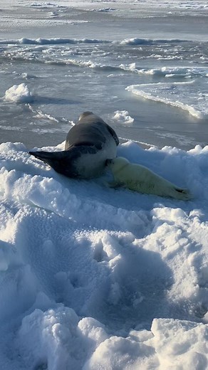 Adorable Baby Harp Seal Nursing from its Mother