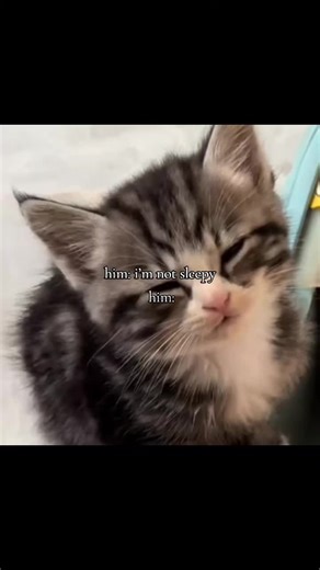 Cute Cat Relationship Moments to Brighten Your Day