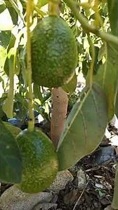 CARMEN HASS LAKESIDE IN WATSONVILLE CALIFORNIA