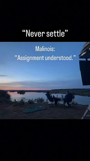 228K views · 26K reactions | Is this accurate or is this accurate?! …as Stryker stares at me.. Video cred: TikTok @reikess IG @reikess ? . . . . #belgianmalinois #malinois #neversettle #calm #machine #workingdog #focus #pace #work #24/7 #alignedk9 | Aligned K9 | Facebook