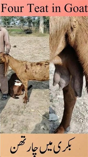 Four Functional Teat In Goat | #crazilyfunny #dancestyle #actingchallenge