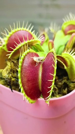 #plants #pitcher #pitcherplant #insects #interesting