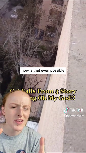 Cat Falling from Extreme Heights: A Surprising Cat Fact