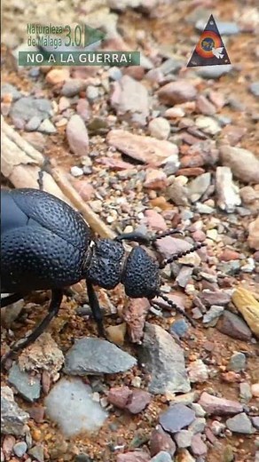The Meloe tuccius beetle is very abundant in the Mediterranean 🌍💚