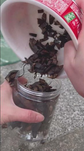 Banana peels can be used as fertilizer! How to make liquid fertilizer using banana peels #bananap...