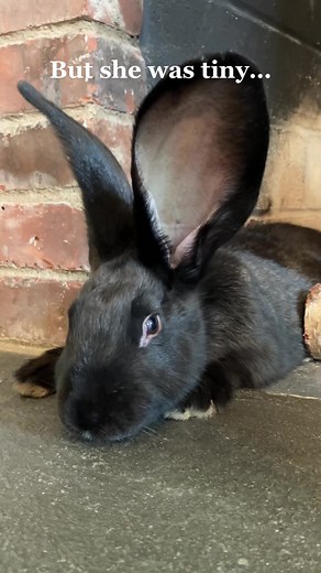 Meet Lilly: Our Giant Flemish Rabbit Journey
