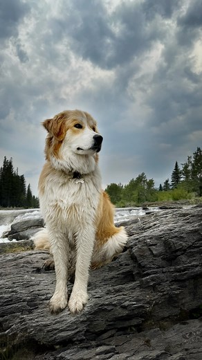 Amber Marshall | Did you tune in to our LIVE Teatime today by the river?!! What a peaceful location this is. #AmbersDogAutumn is just living her best life.... | Instagram