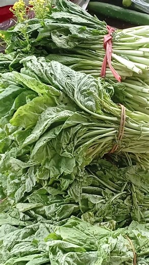 녹색 잎채소의 이점으로는 우리 몸에 다양한 영양소를 공급한다는 점이 있습니다. #shortvideo #rauxanh#viralshorts 145