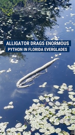 Alligator spotted dragging massive python through Florida's Everglades National Park. | Fox News