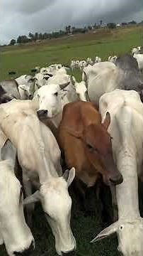 Moving Cattle to Greener Pastures | Smart Grazing Management on a Beautiful Dairy Farm 🐄🌿