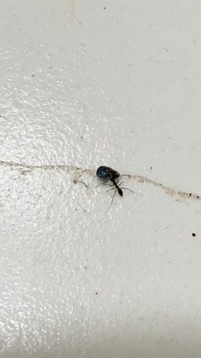 Ants Assisting Beetles: A Fascinating Insect Interaction