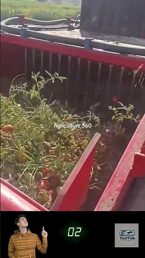 Automatic Tomato Harvester That Picks & Cleans Instantly! 🍅🤖