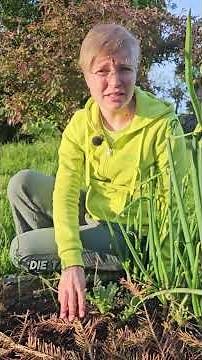 Mohn aussäen 🌺 So klappt die Aussaat garantiert