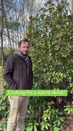 4.2K views · 91 reactions | Florida anise is a great option for a native shrub. Available at the spring plant sale! #hsvgarden #nativeshrub #nativeplants #springplantsale #plantsale | Huntsville Botanical Garden | Facebook