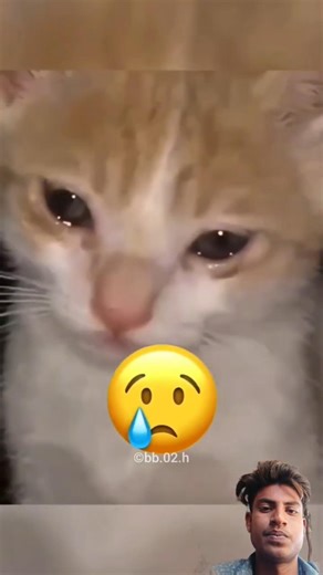 Peaceful Swim Went Completely Wrong #respect #shorts #ytshorts#cute #cat #facts #shortsfeed