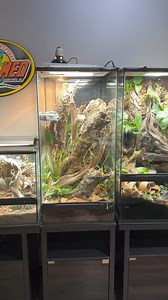 This stunning pair of Standing’s Day Geckos is starting to settle into their new surroundings. #everevolvingexotics #reptileshop #tucson #arizona #standingsdaygecko #daygecko #madagascar #phelsumastandingi | Ever Evolving Exotics