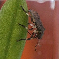 视频: 双链 RNA 口服递送方法诱导韧皮部和植物汁液取食半翅目昆虫的 RNA 干扰