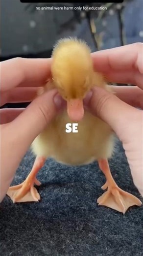 A Tiny Life, A Big Fight”❤️#short#birds