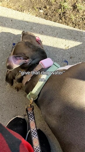 Understanding and Managing Dog Bloat