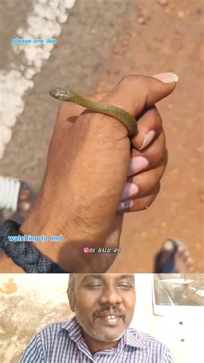 pambu kai kulla #Snake #TinySnake #Wildlife #CloseUp #Fear #tamil #TrendingNow #RealOrFake #Nature