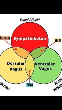Polyvagaltheorie in 2 Minuten [Vagusaktivierung]