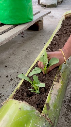 Mustard plant grow tips using banana stem as compost #mustard #plants #nature #flowers #plantsofinstagram #garden #plant #plantsmakepeoplehappy #gardening #houseplants #plantlover #green #photography #naturephotography #indoorplants #flower #plantlife #bananastem | Rezia Gardening