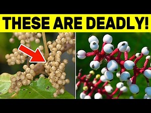 AVOID These 5 POISONOUS Berries Common in North America!