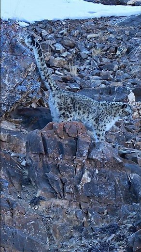 Snow Leopard Scent Marking | Rare Behaviour in the Spiti Himalayas | Wild Wonders Expeditions
