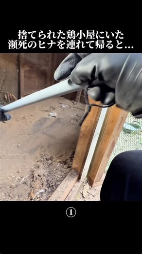 じゃぱちき【Japanese Chicken】 | 捨てられた鶏小屋にいた瀕死のヒナを連れて帰ると... #ニワトリ #鶏 #保護 #飼育 | Instagram