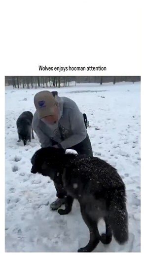 peak_viral on Instagram: "The video depicts a handler at what appears to be a wolf sanctuary engaging in playful, affectionate interactions with a pack of gray wolves in a snowy forest, including hugs and gentle nibbling that mimic pack bonding rituals observed in wild wolves. Such close human-wolf contact is uncommon outside controlled environments; a 2019 study in Animal Behaviour notes wolves use muzzle licking and body contact to reinforce social ties, but wild packs typically avoid humans t