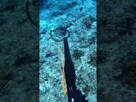Spearfishing the worlds scariest fish in Indonesia #spearfishing #fishing