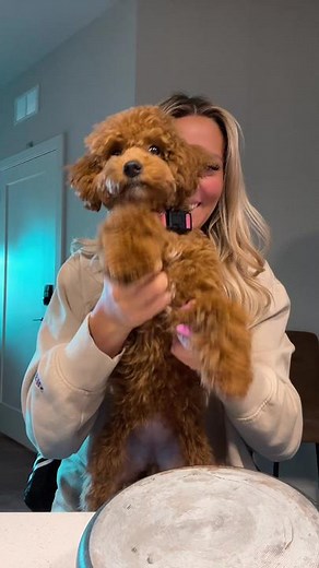 Meet Chanel: The Adorable Golden Doodle Puppy Taking TikTok by Storm