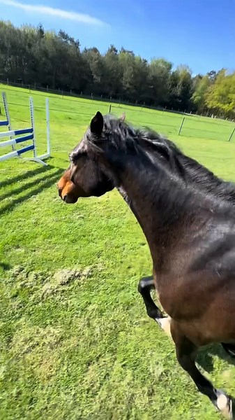 Jack springt alleine den Parcours: Ein Abenteuer!