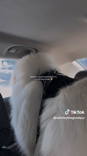 The Vigilant Great Pyrenees: Your Guardian Dog