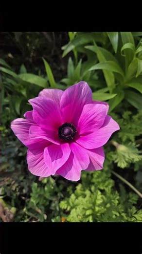 卒業シーズンですね 久し振りの大濠公園スロージョギング🏃🌳桜の開花ももうすぐ🌸