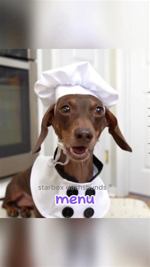 Moonpie Starbox on Instagram: "You have two choices…. #starboxdachshunds #moonpiestarbox #buttercupstarbox #moonpieandbuttercup"