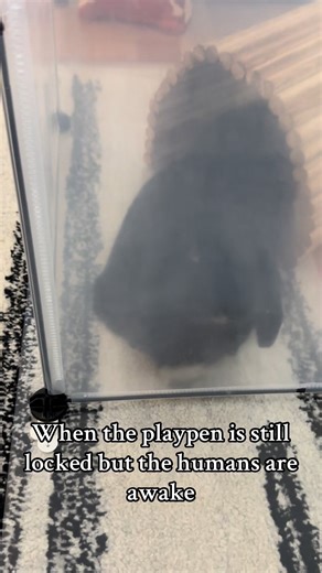 Bunny Playtime: Locked In Playpen Adventures