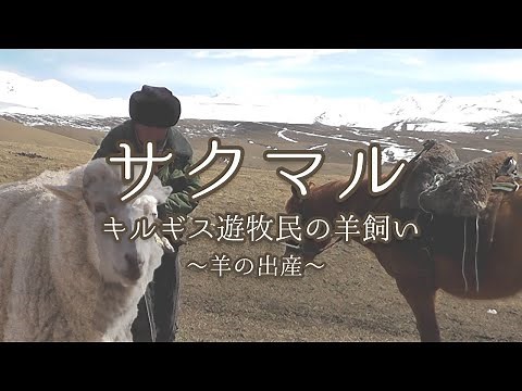 【ドキュメンタリーフィルム】キルギス遊牧民の羊飼い～羊の出産～