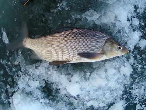 How to catch Lake Whitefish - Underwater Action Shots