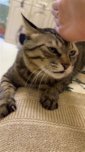 Understanding Cat Behavior: Why Do Cats Meow?