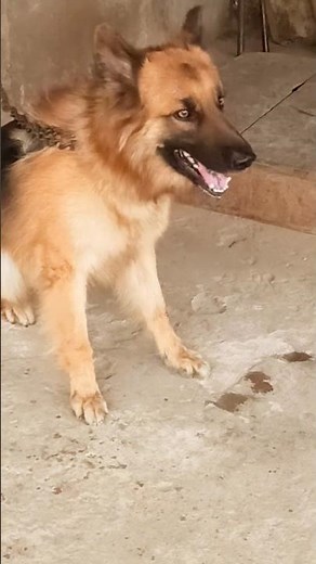 Viral dog barking sound dog barking video angry dog bark #germanshepherd #dogsound #dogvideos