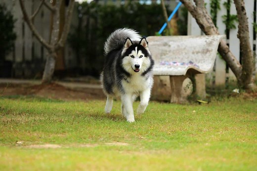 Wooly Husky: Meet This Adorable Dog Breed - The Woolies