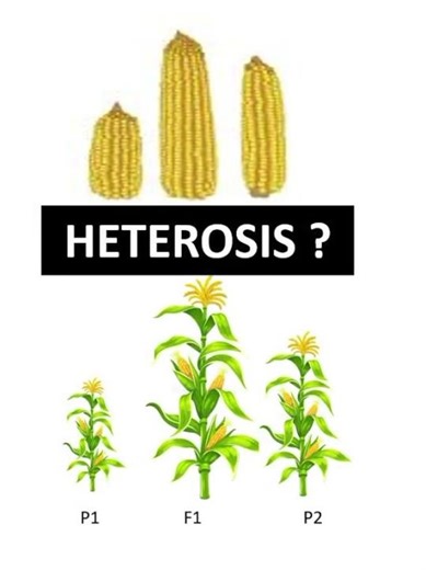Heterosis ? | What is heterosis | #heterosis | Plant Breeding | Hybrid Vigor | #genetics