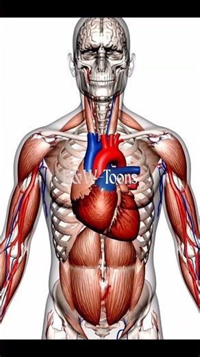 Ventricular Fibrillation (VFib): The Electrical Chaos of the Heart #VentricularFibrillation #VFib