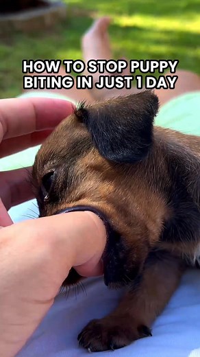 2.4K views · 46 reactions | Get a personalized dog training program for your all dogs problems!   Stop puppy biting in 1 day  Crate train puppy in 1 day  Stop puppy peeing in 1 day  Stop puppy pulling a leash in 1 day | Ben Your Puppy Trainer | Facebook