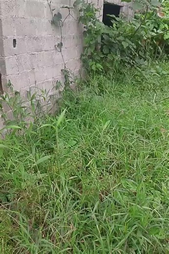 Explorando casas abandonadas: el fantasma de Safari