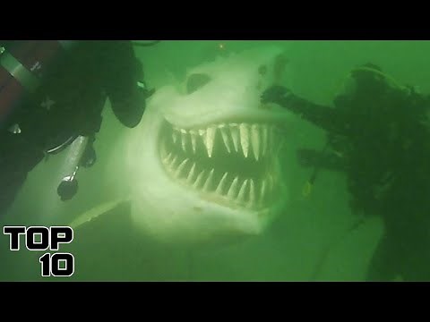 Top 10 Unexpected Mariana Trench Discoveries By Deep Sea Divers