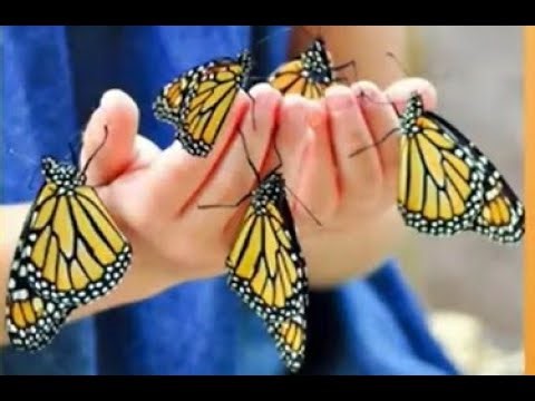 Monarch Butterfly Migration in Arizona: A Bridge Between Worlds, Irene Dickinson, IECC 24